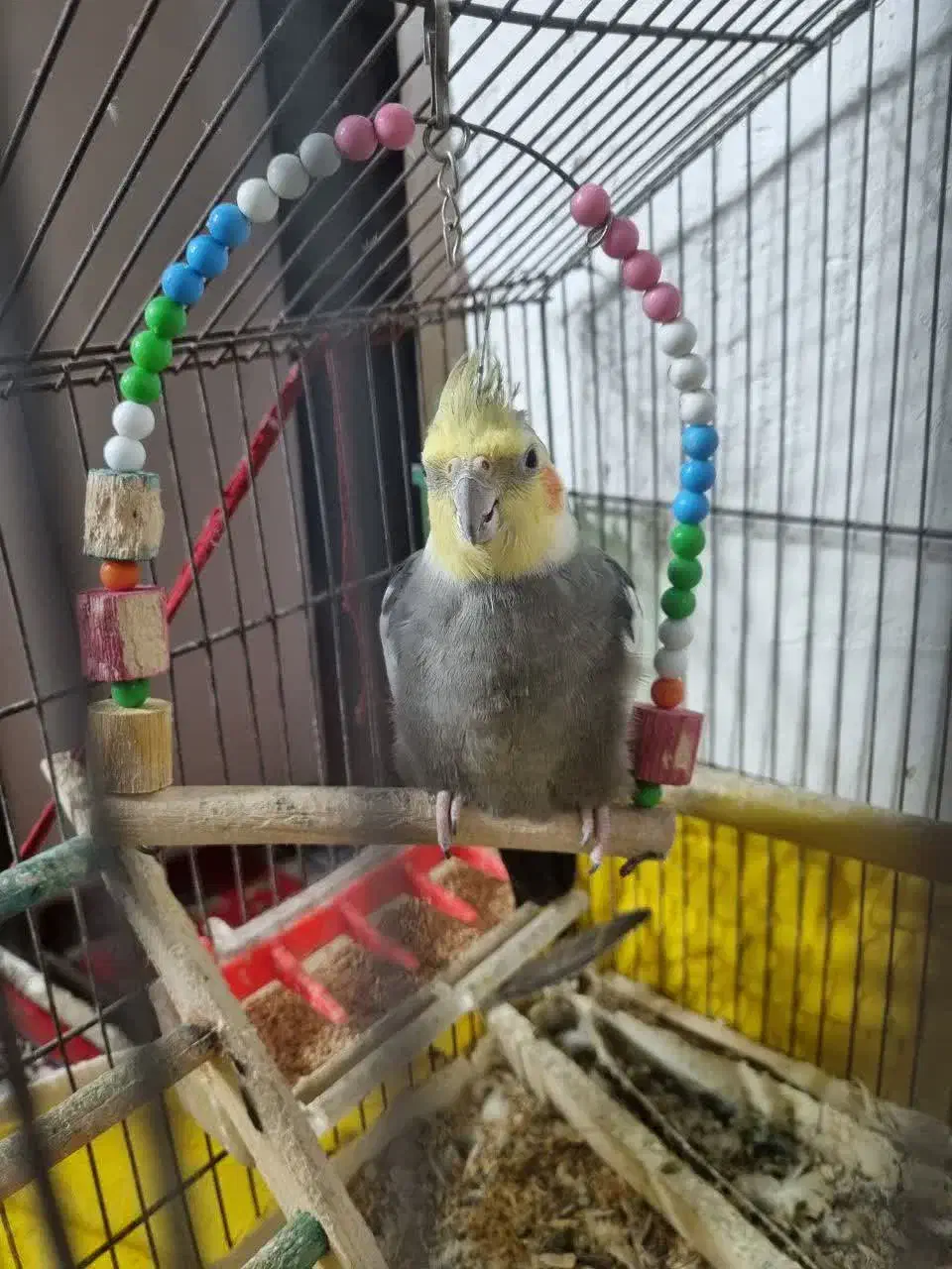 پرنده‌(عروس‌هلندی)|پرنده|طبقده, |دیوار