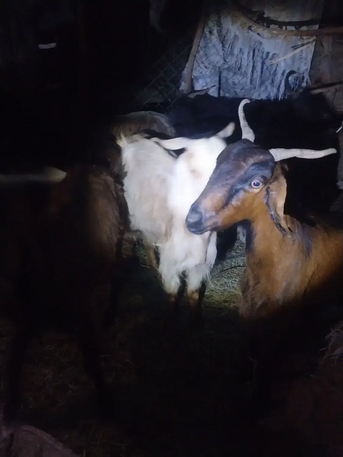 بز پاکستانی|حیوانات مزرعه|میناب, |دیوار