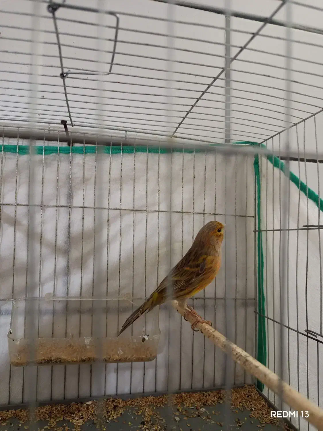 ماده قناری اماده|حیوانات مزرعه|سوسنگرد, |دیوار