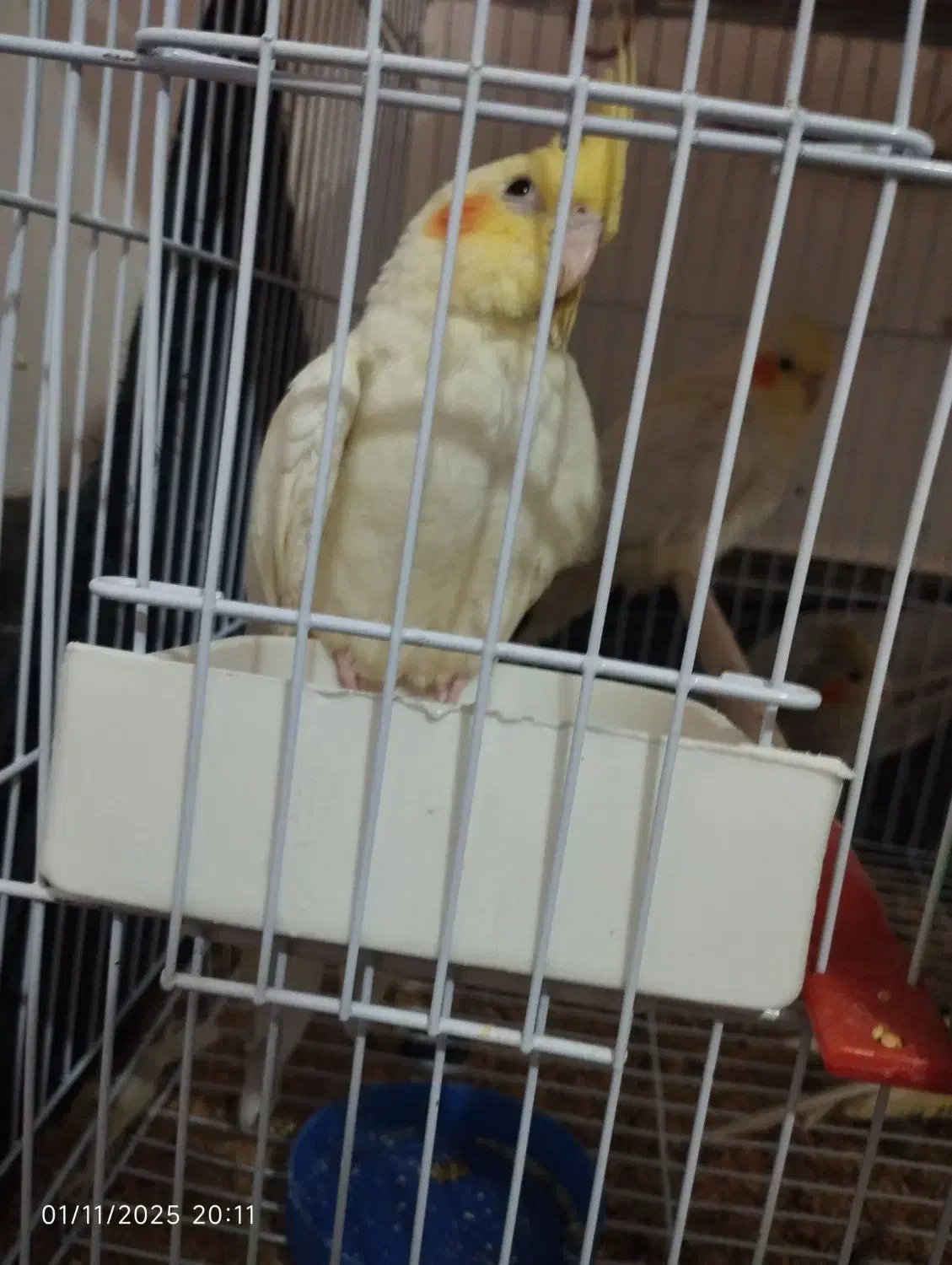 عروس هلندی لوتینو و خاکستری و ابلق|پرنده|سلامی, |دیوار