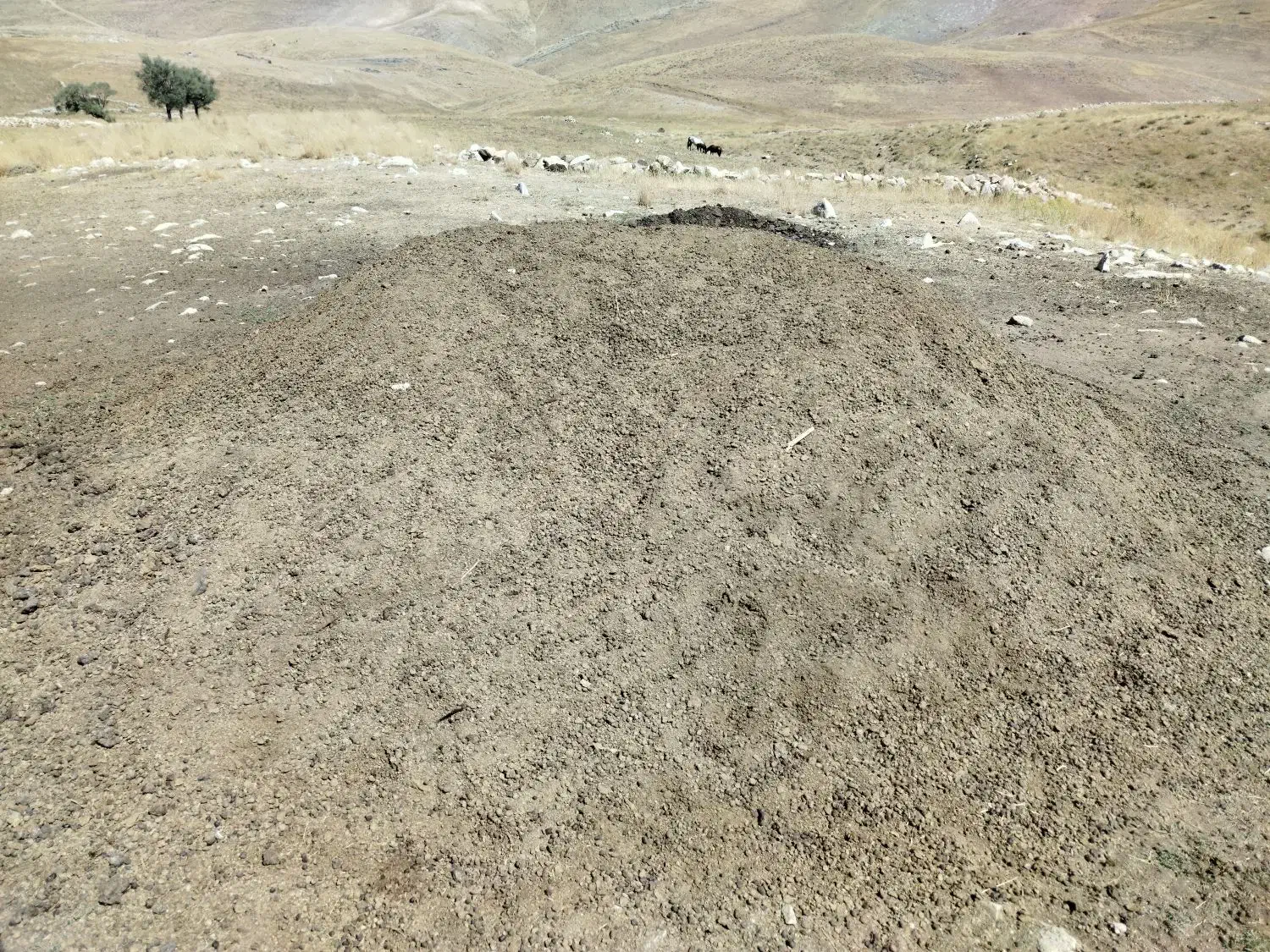 کود حیوانی (پهن)|خدمات باغبانی و درختکاری|مرند, |دیوار