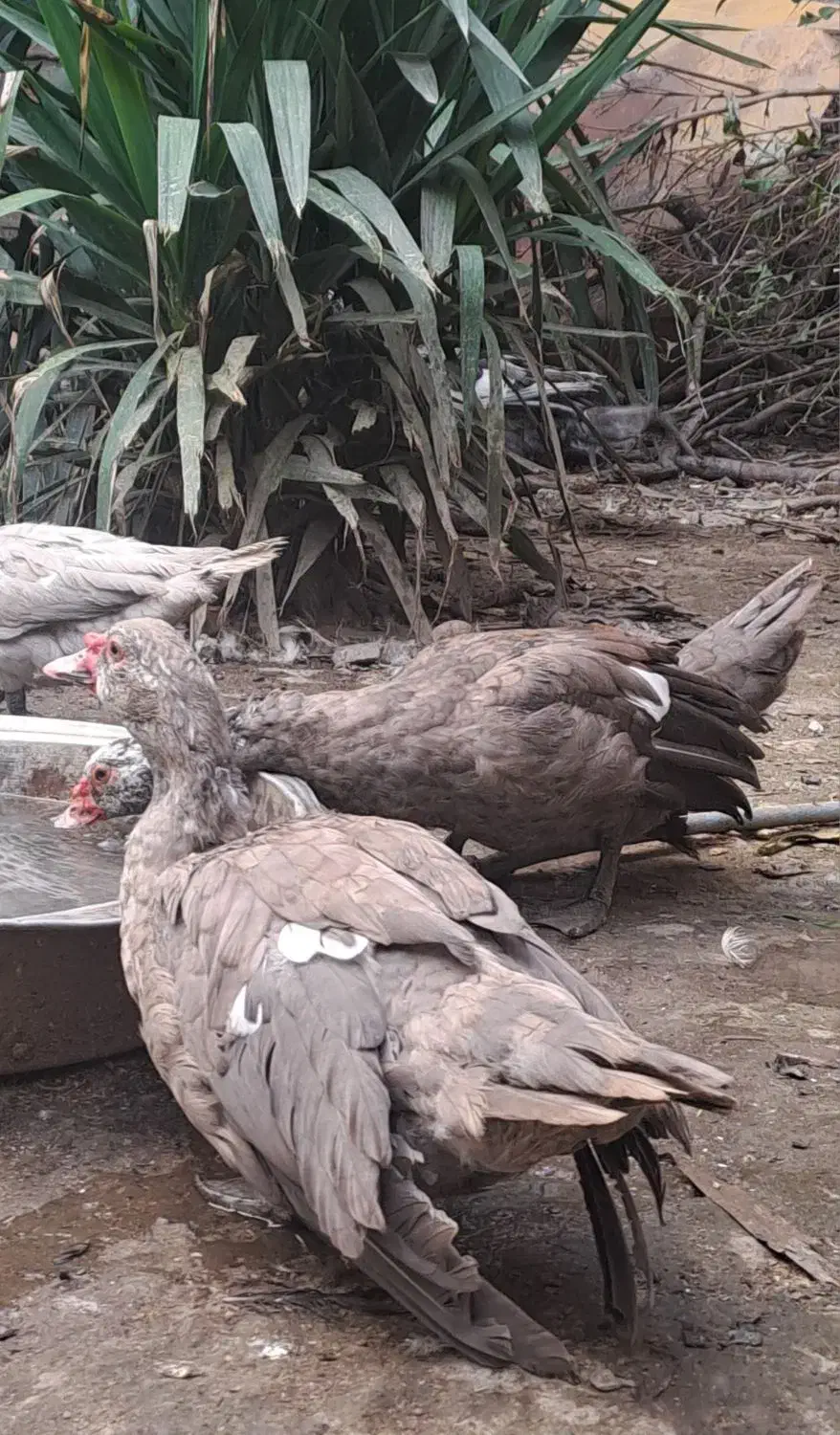 اردک اسرائیلی نقره ایی طوسی لاوندر دودی اسلیت|حیوانات مزرعه|قائم‌شهر, |دیوار