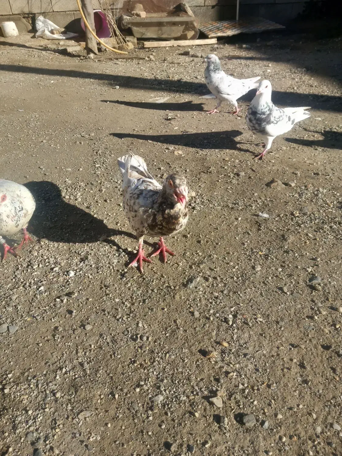 کوهی نر|حیوانات مزرعه|جوکار, |دیوار