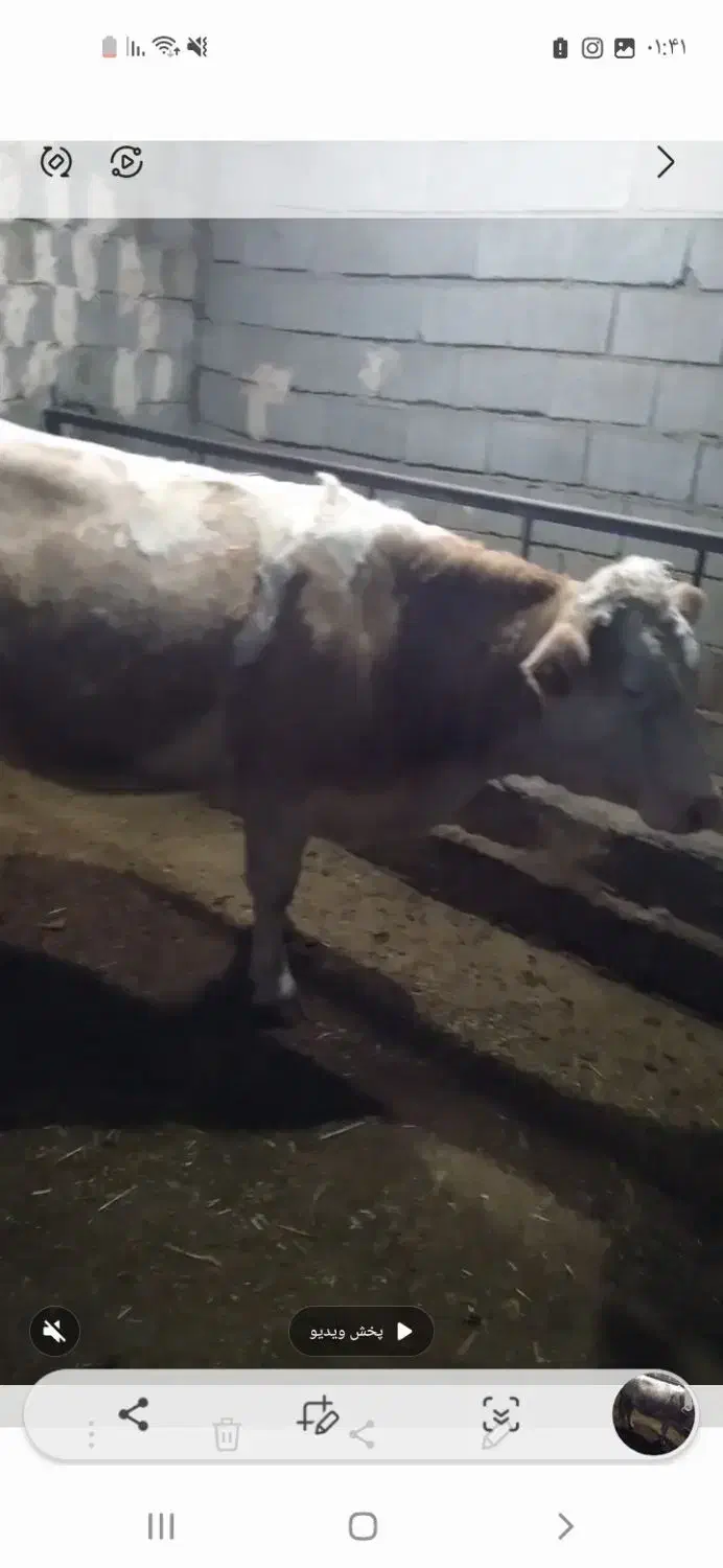 گاو سیمتال وبرژیک|حیوانات مزرعه|ملکآباد, |دیوار