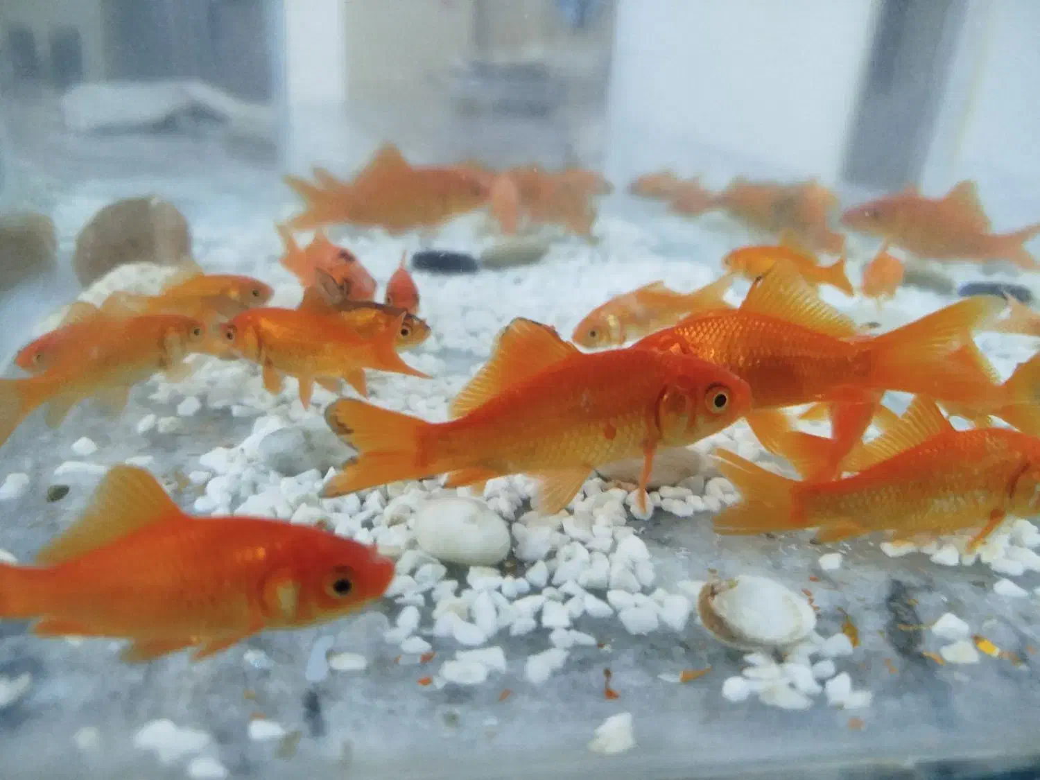 ماهی قرمز|ماهی|شاهرود, |دیوار