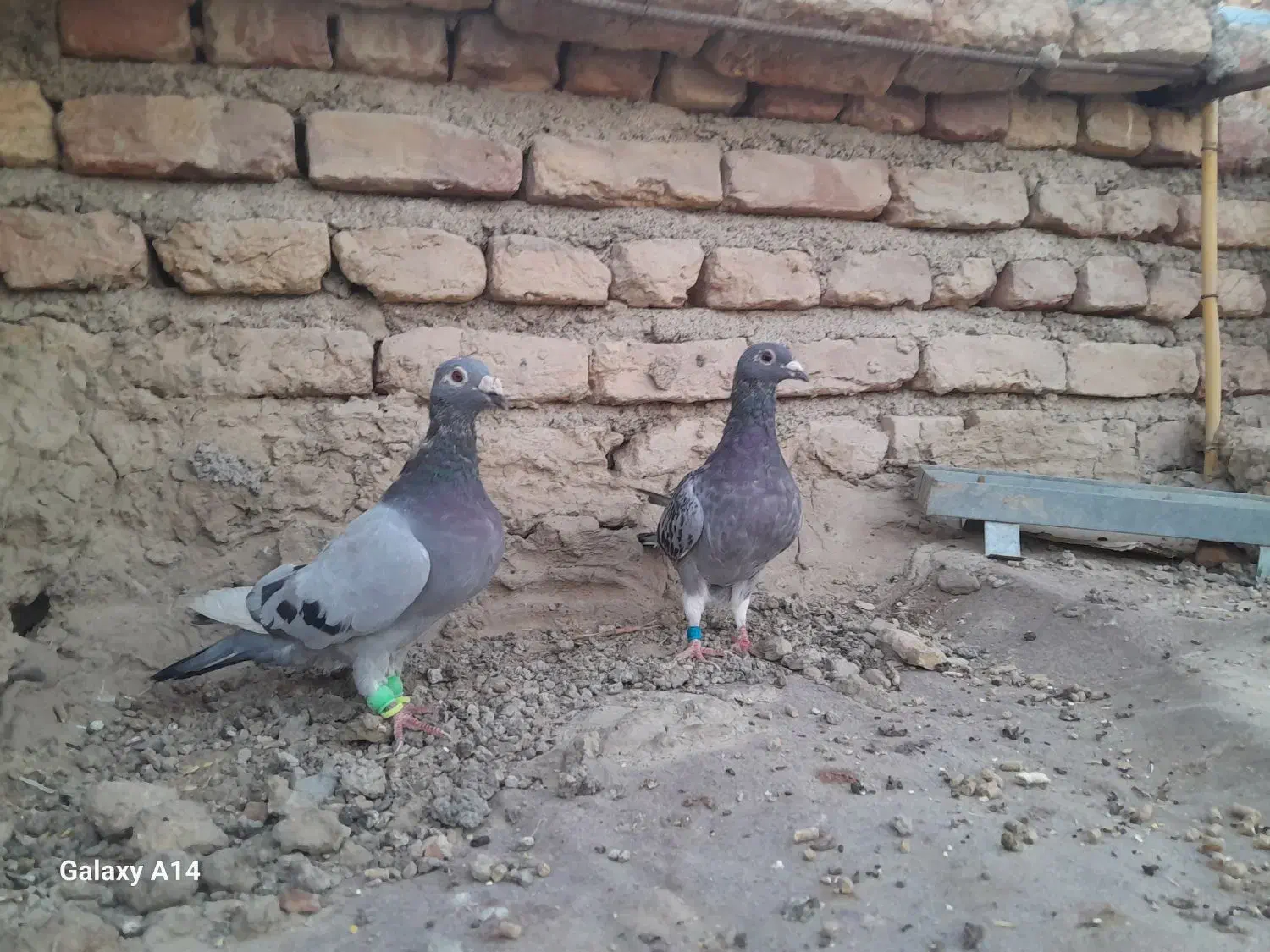 مجسمه|مجسمه، تندیس، ماکت|زابل, |دیوار