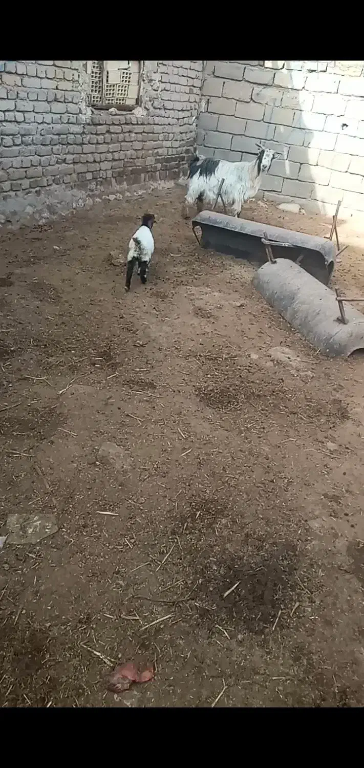 بزوه بی|حیوانات مزرعه|دورود, |دیوار