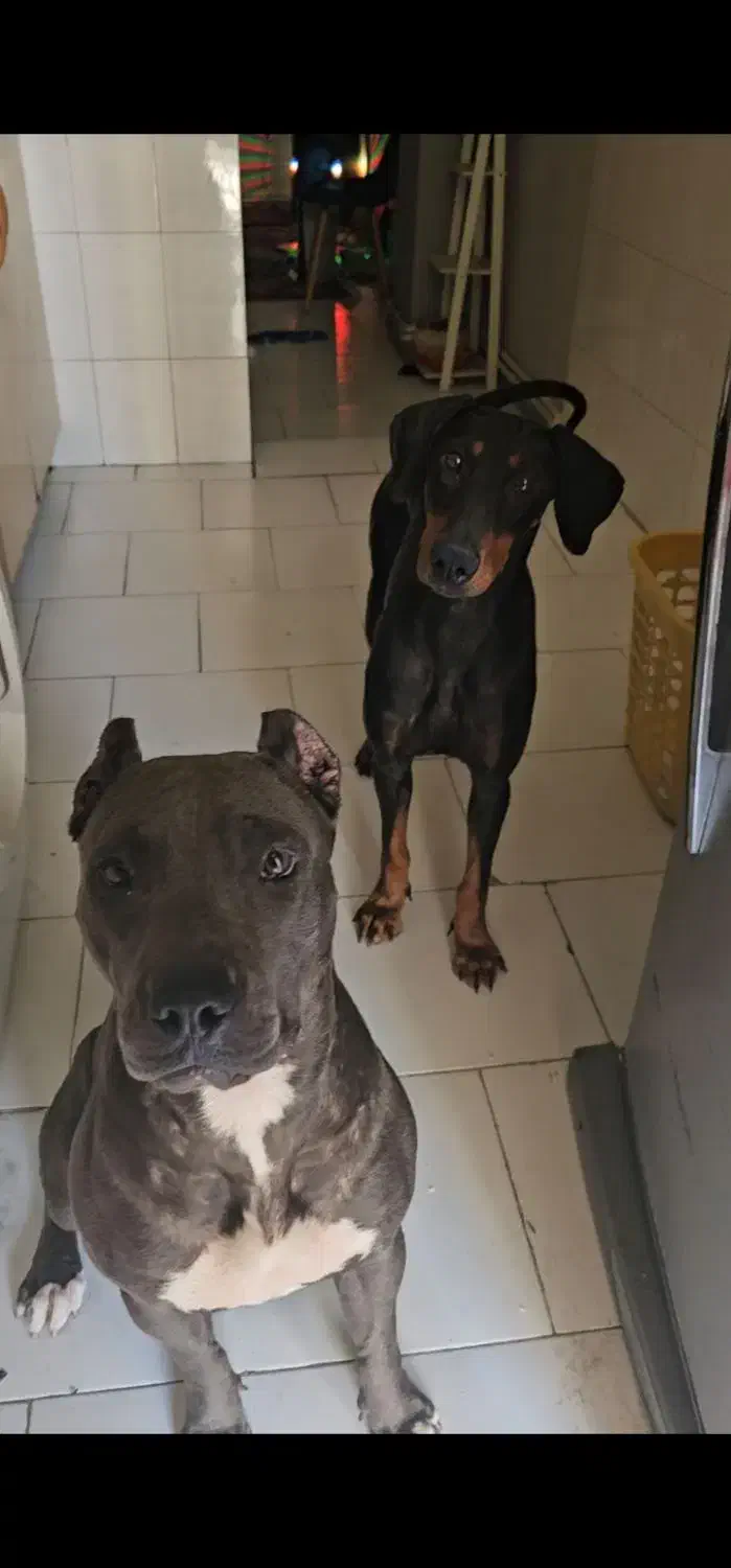 پیتبول ماده|سگ|تهران, وردآورد|دیوار