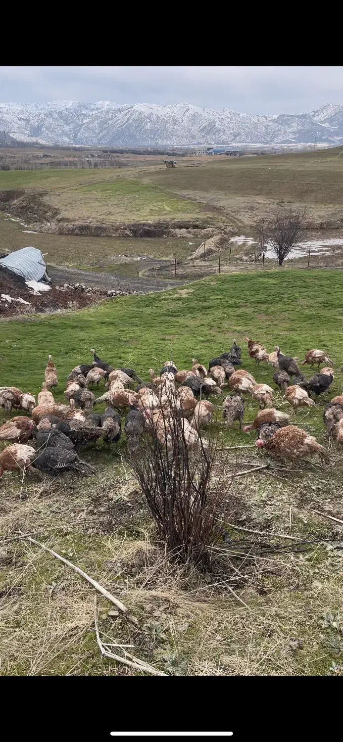 بوقلمون محلی|حیوانات مزرعه|مریوان, |دیوار