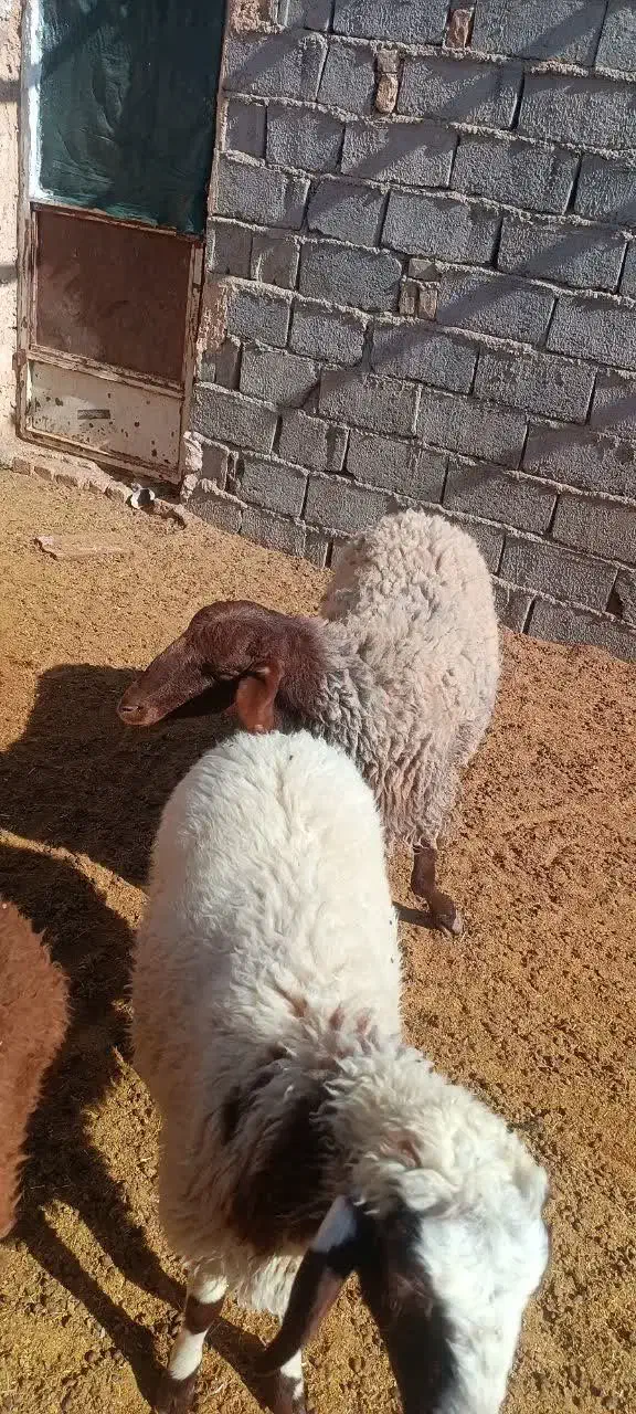 میش هترو|حیوانات مزرعه|مه ولات, |دیوار