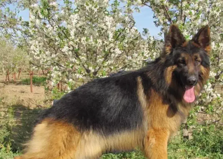 سگ،گمشده|حیوانات|هندیجان, |دیوار