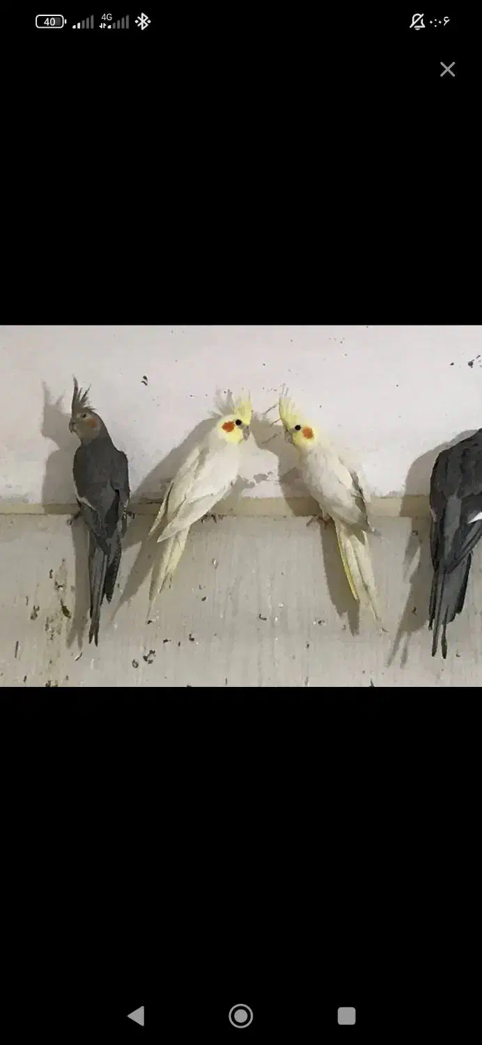 پذیرفتن پرنده واگذاری|پرنده|احمدآبادمستوفی, |دیوار