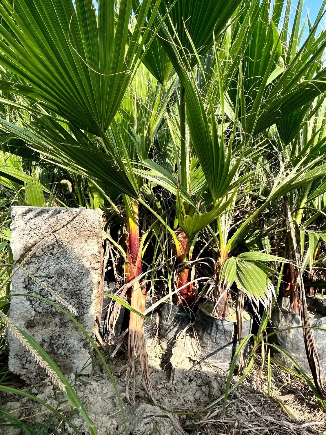 پالم نشایی تا یک متری همه سایزها|گل و گیاه طبیعی|آمل, |دیوار