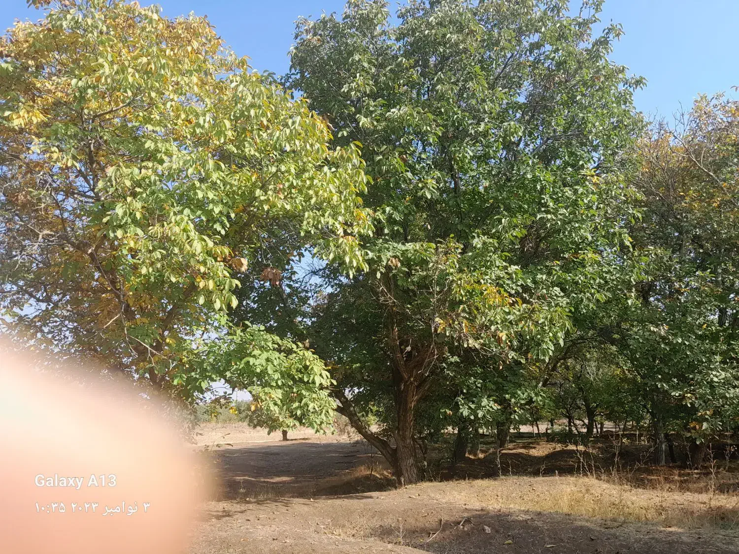 زمین|فروش زمین و ملک کلنگی|ضیاء آباد, |دیوار