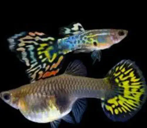 گوپی گاوی سوپر مولد در رنگ‌های متنوع|ماهی|مشهد, احمدآباد|دیوار