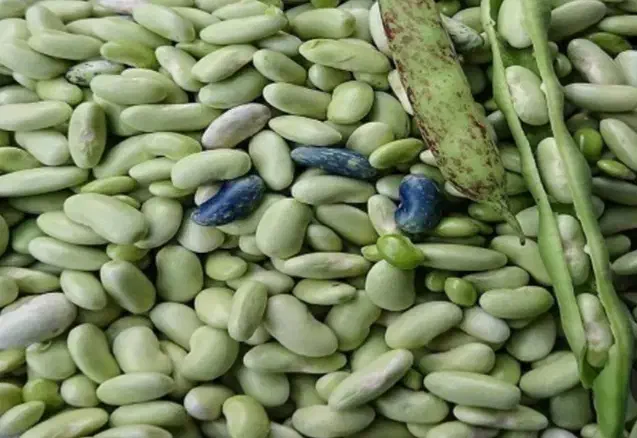 پوست کردن باقلا|خوردنی و آشامیدنی|رشت, دباغیان|دیوار