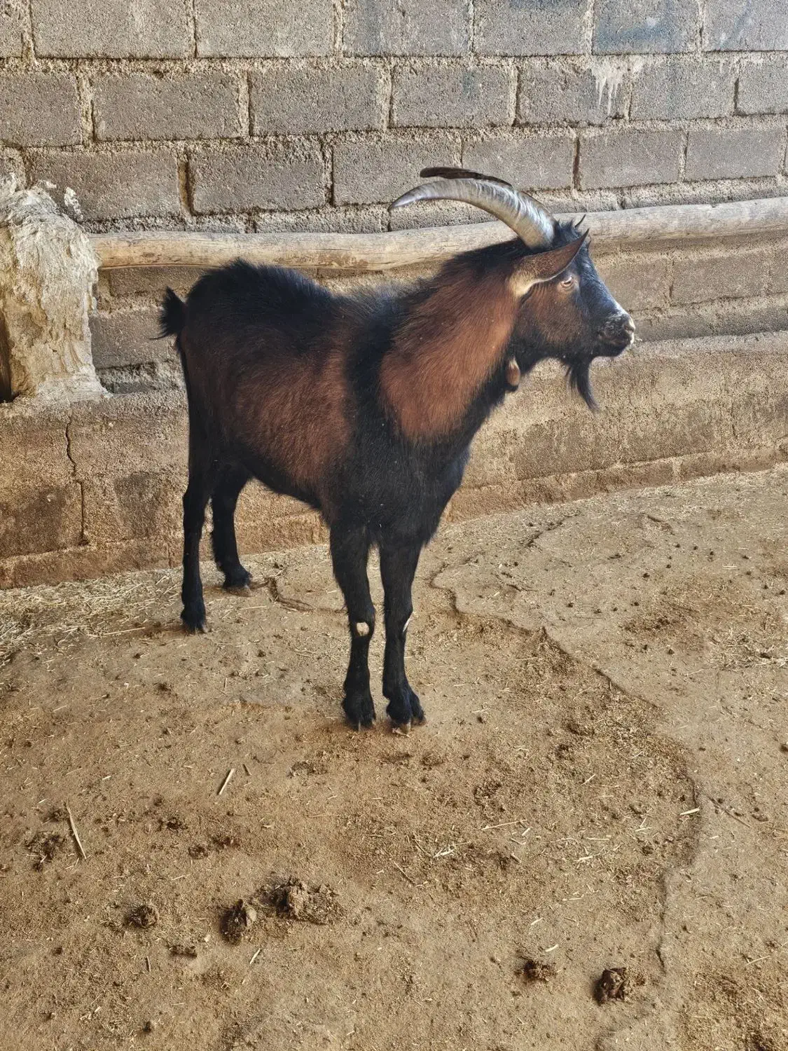 نربز یک ساله نژاد دار آلپاین|حیوانات مزرعه|کوهدشت, |دیوار