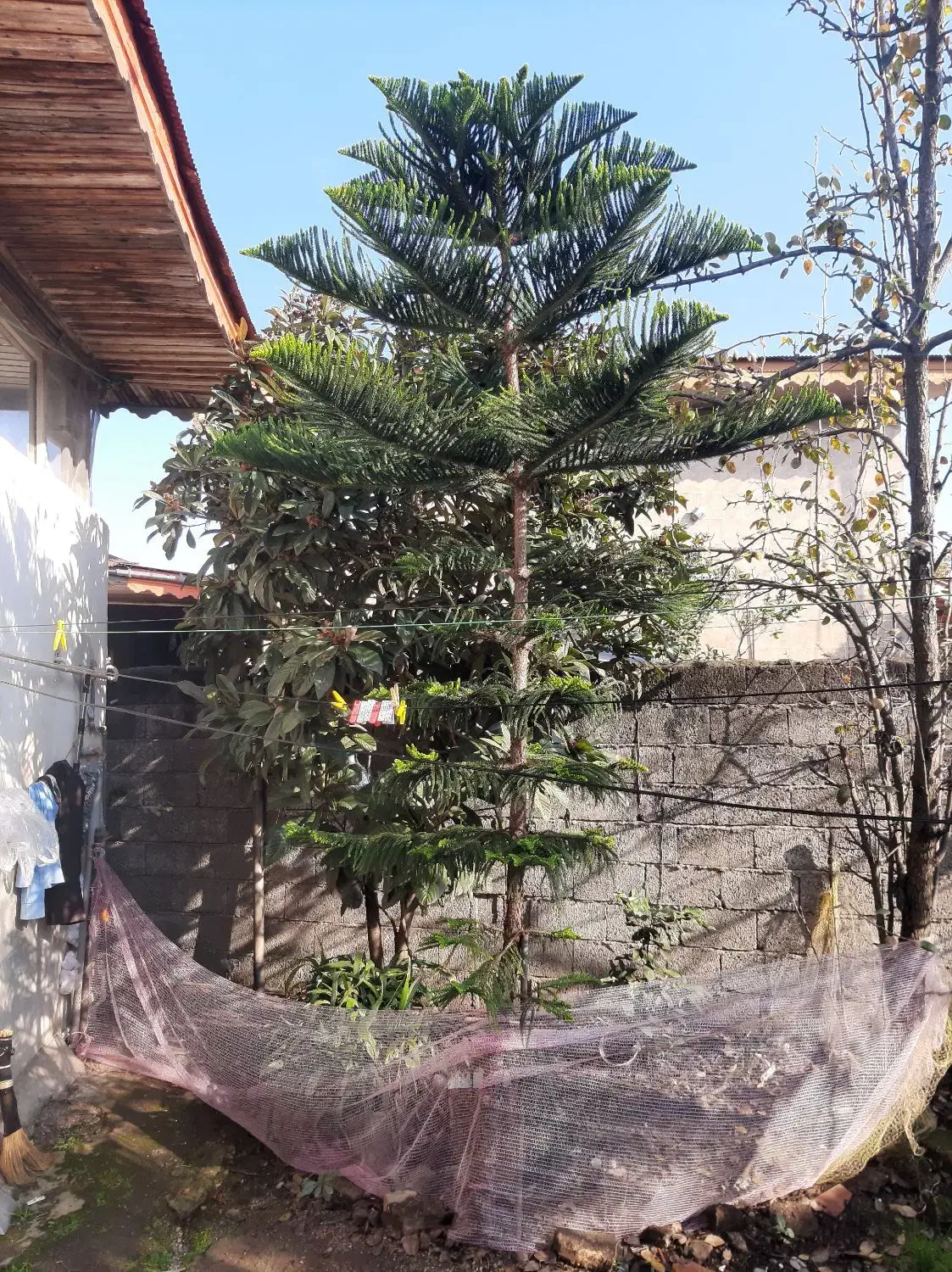 درخت کاج مطبق|گل و گیاه طبیعی|املش, |دیوار