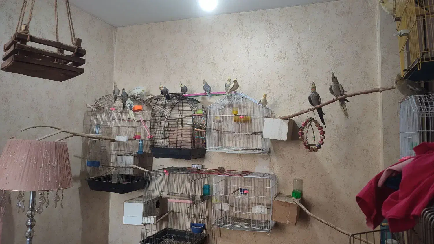 عروس هلندی|پرنده|اهواز, کیانپارس |دیوار