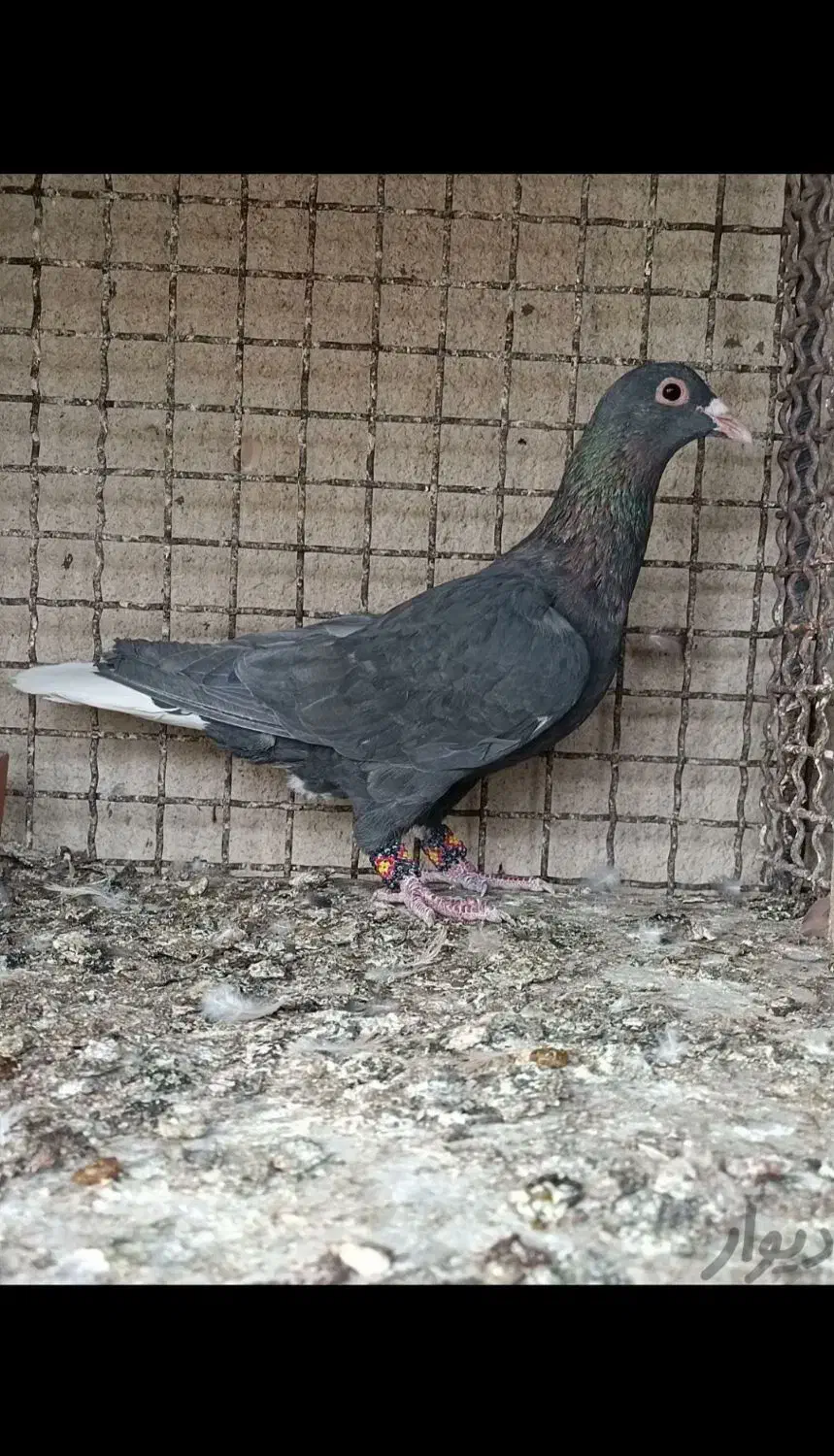 گم شده|حیوانات|زاهدان, |دیوار