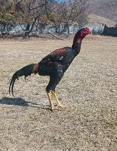 جوجه خروس لاری|حیوانات مزرعه|رشت, دیانتی|دیوار