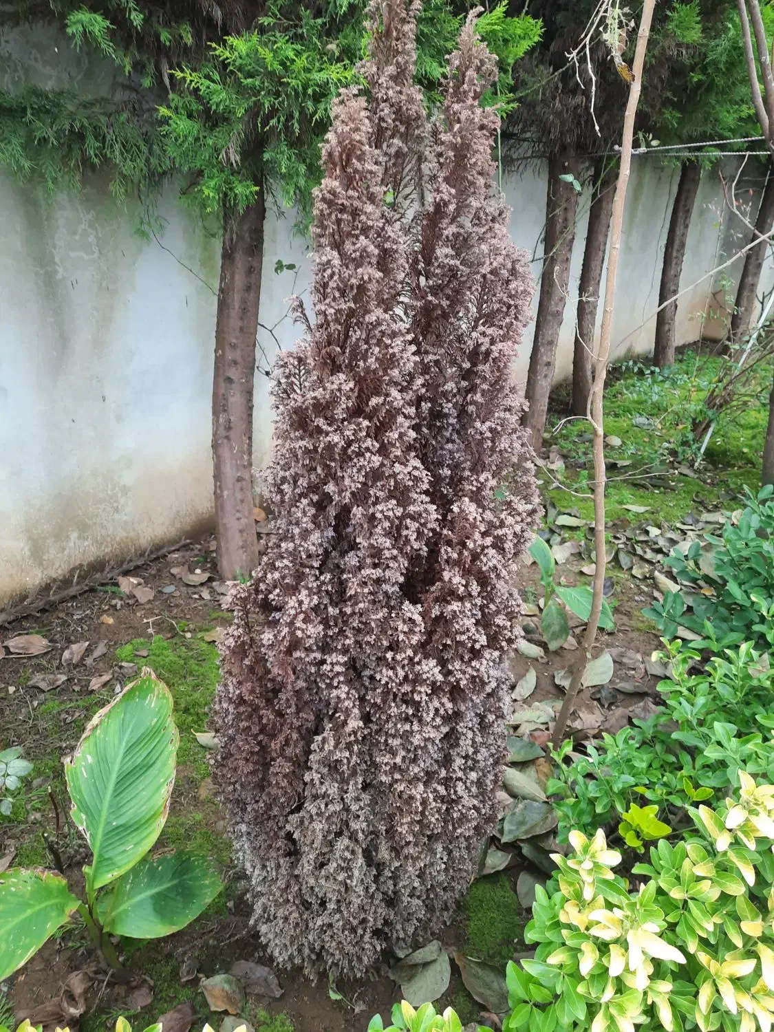 سرو آبی خشک|گل و گیاه طبیعی|سلمان‌شهر, |دیوار