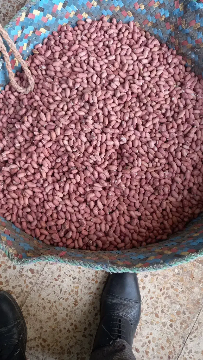 فروش بادام زمینی|خوردنی و آشامیدنی|قشلاق دشت, |دیوار