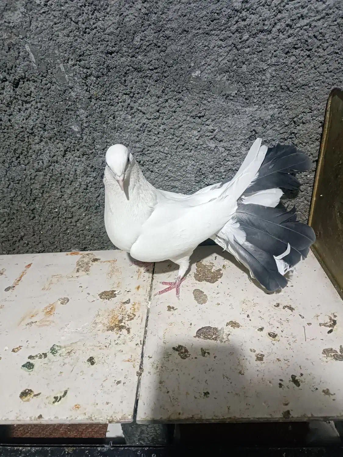 کبوتر پرشی و دم چتری و یال مشکی|پرنده|مبارکه, |دیوار