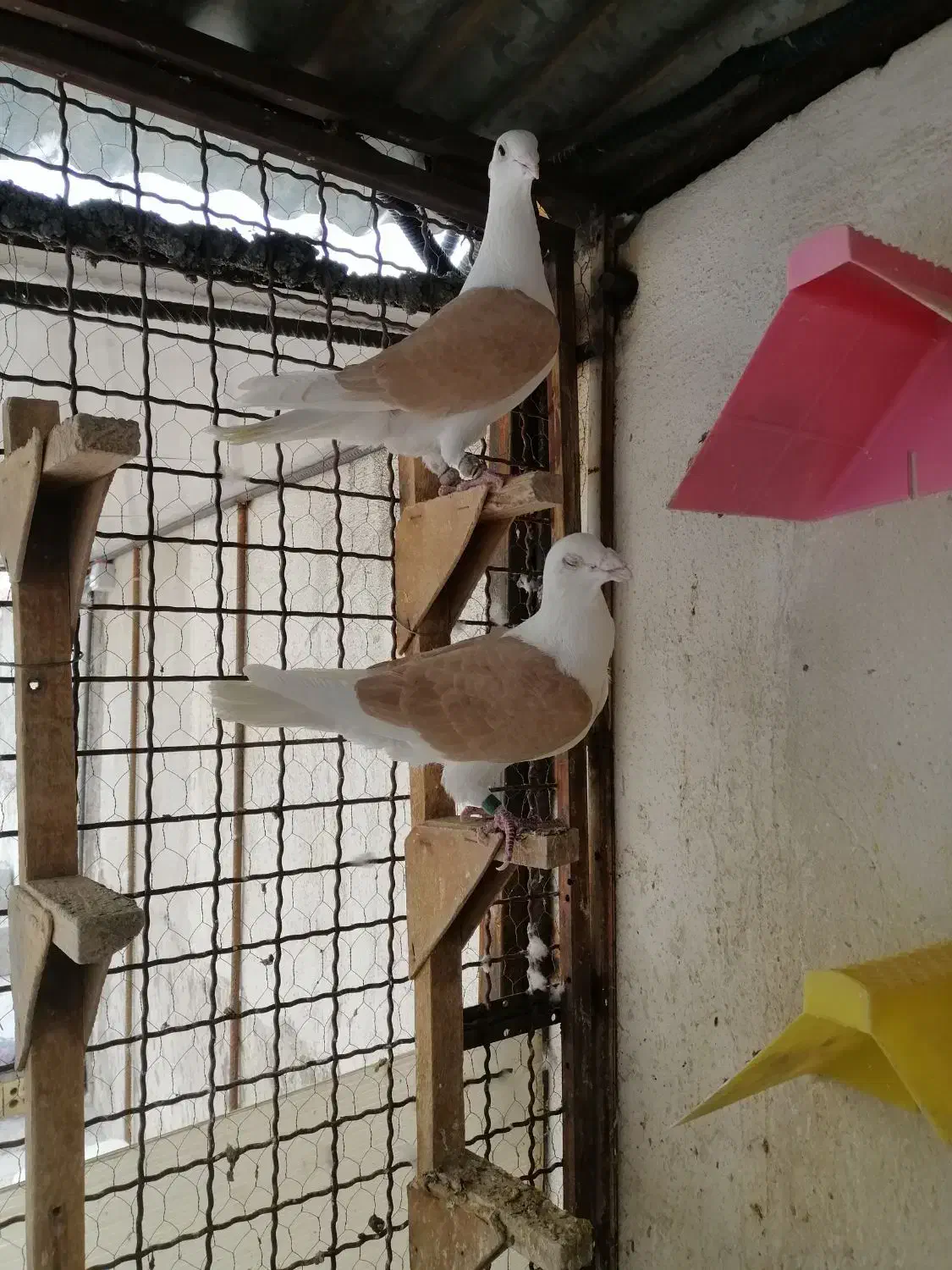 کبوتر|پرنده|شاهین‌شهر, گرگاب|دیوار