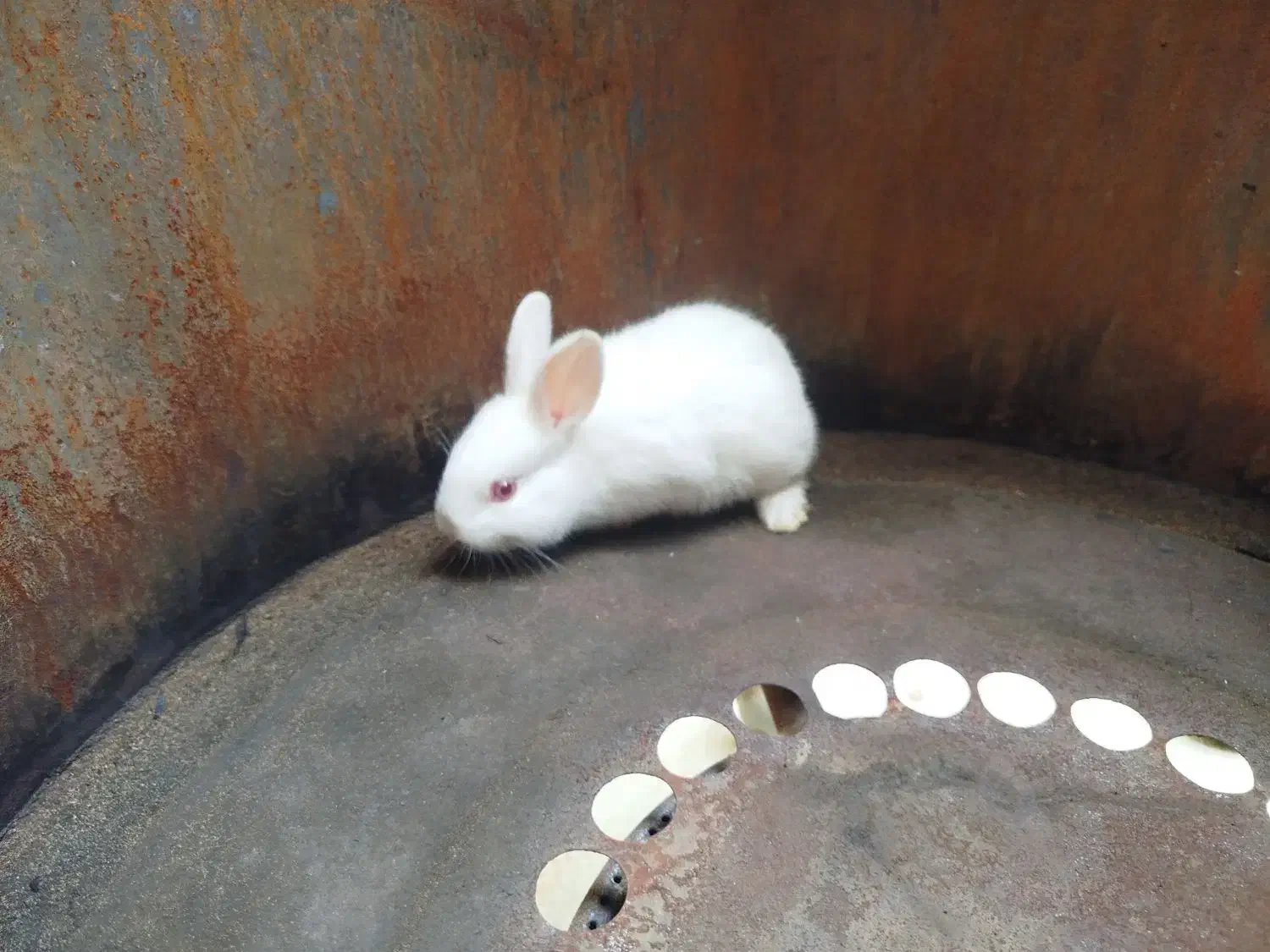 خرگوشی|موش و خرگوش|امیدیه, |دیوار