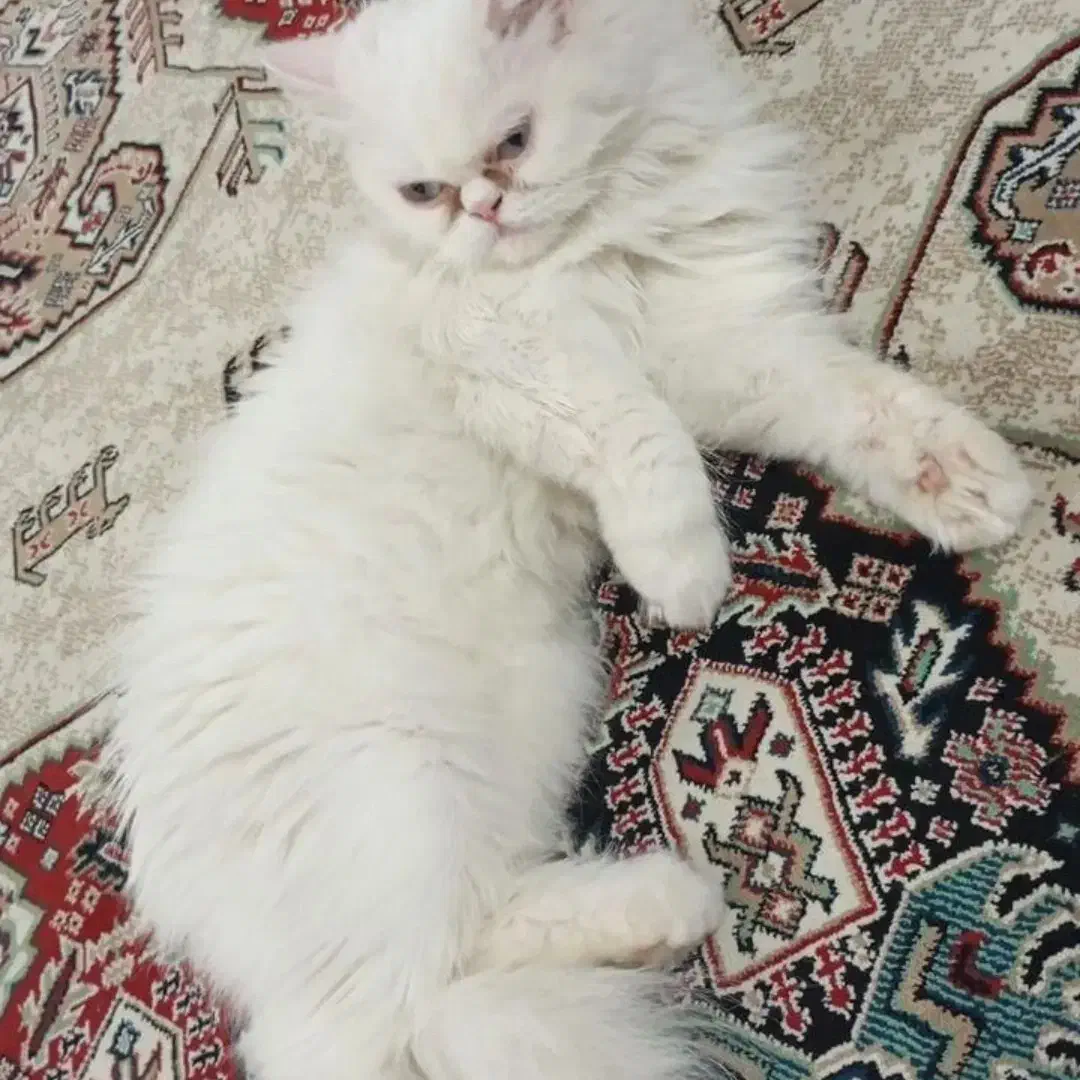 گربه پرشین|گربه|یاسوج, |دیوار