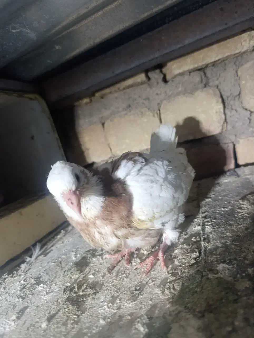 جوجه طوقی|پرنده|قم, شهرک مهدیه (مدرس)|دیوار