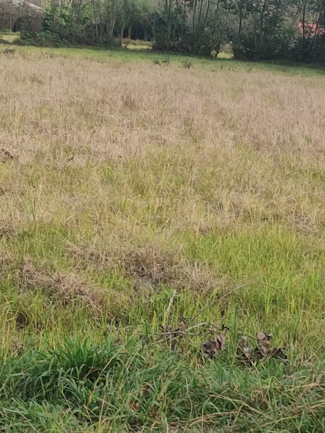 فروش زمین باغی|فروش زمین و ملک کلنگی|فومن, |دیوار