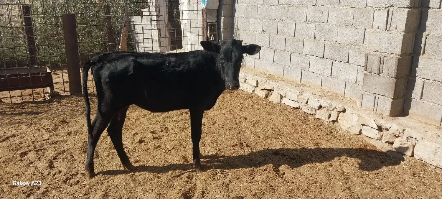 فروش دو عدد گوساله|حیوانات مزرعه|بهبهان, |دیوار