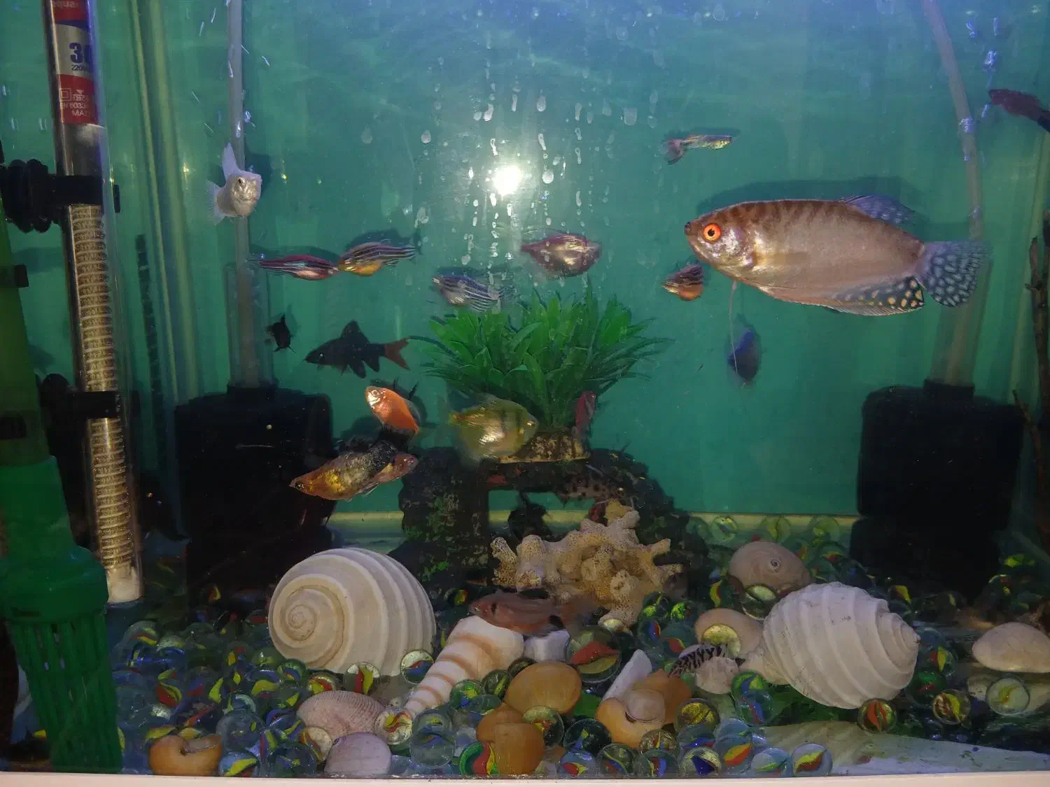 آکواریوم|ماهی|بندر انزلی, ژاندارمری|دیوار