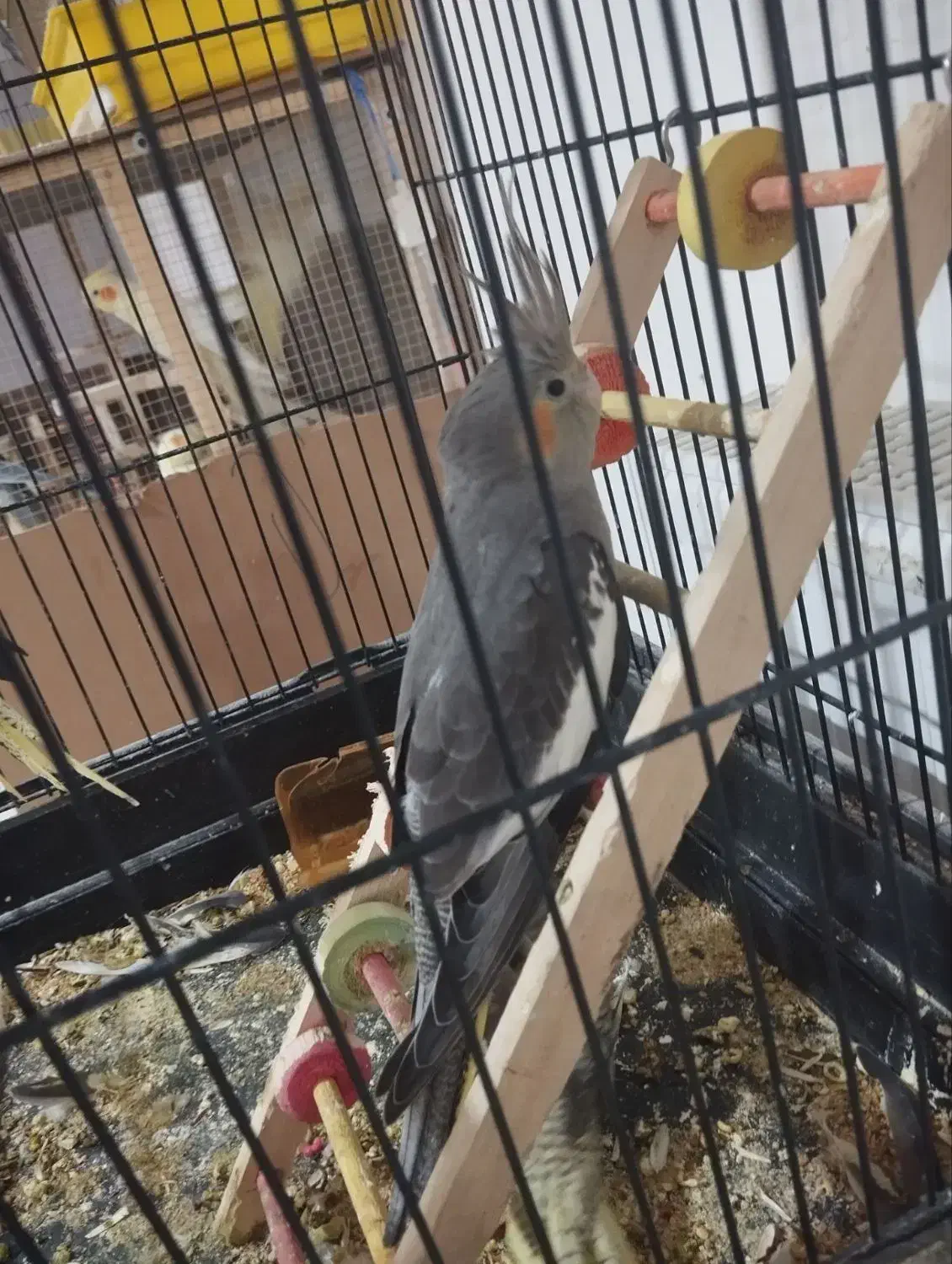 عروس هلندی معاوضه با کبوتر|پرنده|چهارباغ, |دیوار