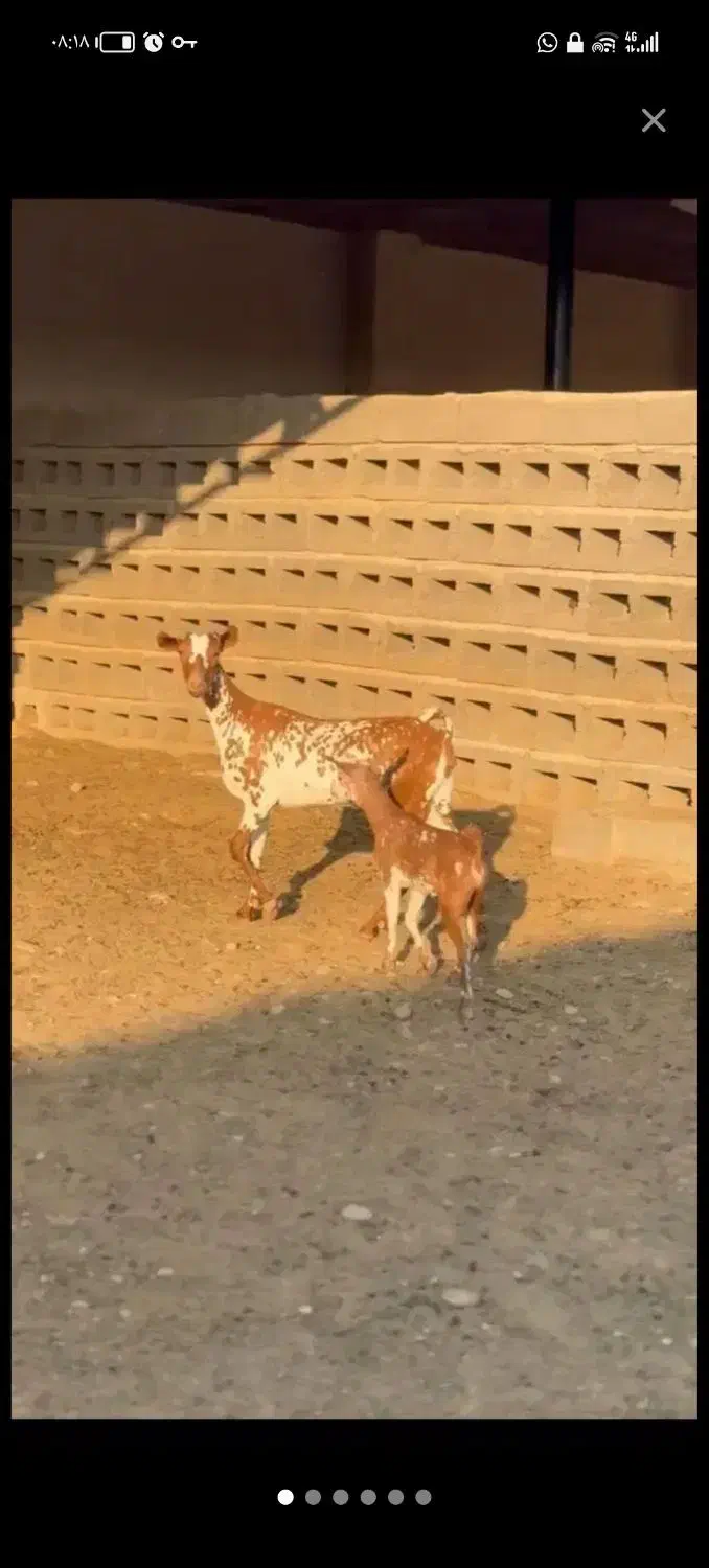 بز سومالی|حیوانات مزرعه|شیراز, سلطان آباد|دیوار