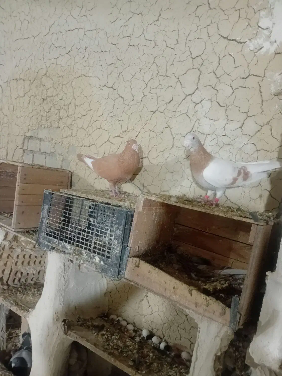 فروش کبوتر|پرنده|بهبهان, |دیوار