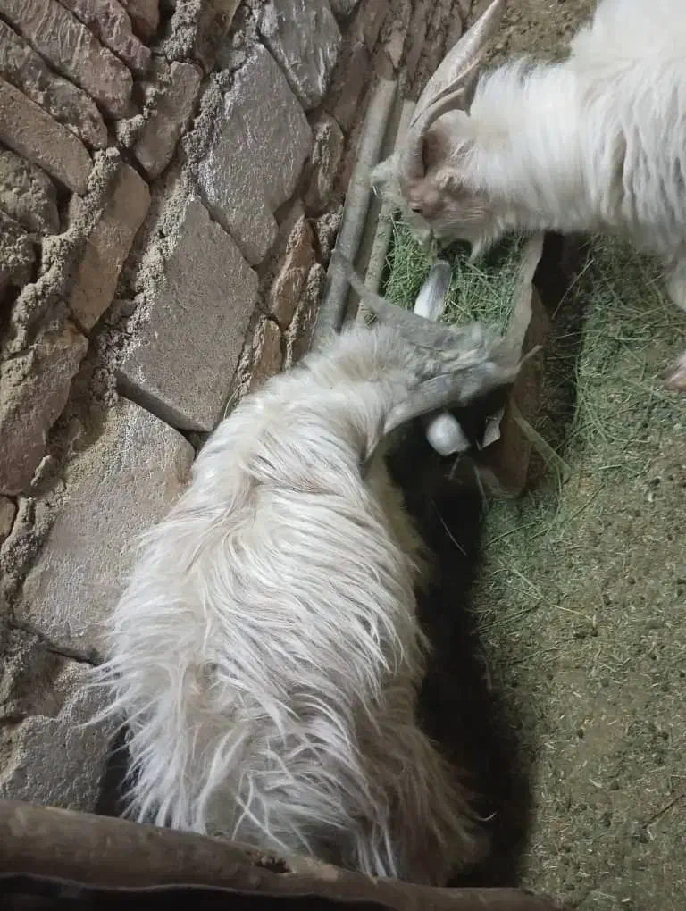 کره|حیوانات مزرعه|کرمان, |دیوار