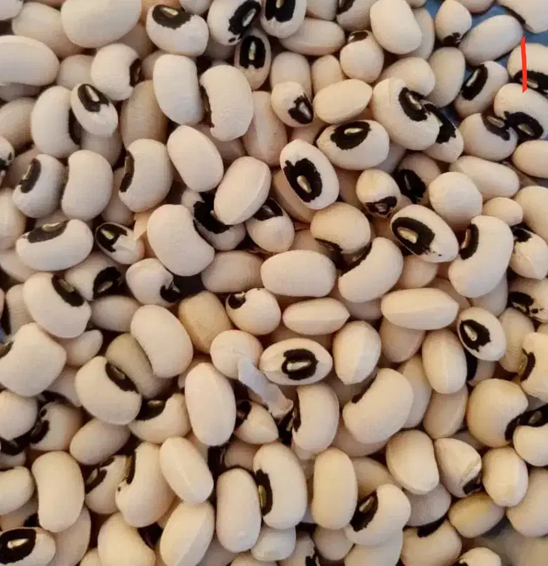 لوبیا چشم بلبلی|خوردنی و آشامیدنی|رضویه, |دیوار