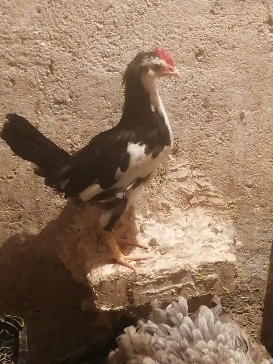 سلام خروس جوان گلین شهر ملاثانی|حیوانات مزرعه|باوی, |دیوار