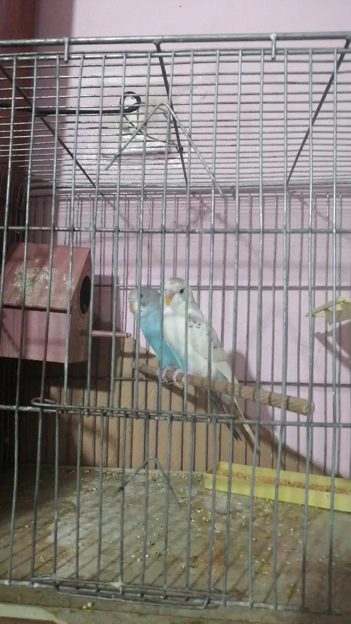 جفت مرغ عشق مولد|پرنده|بومهن, |دیوار