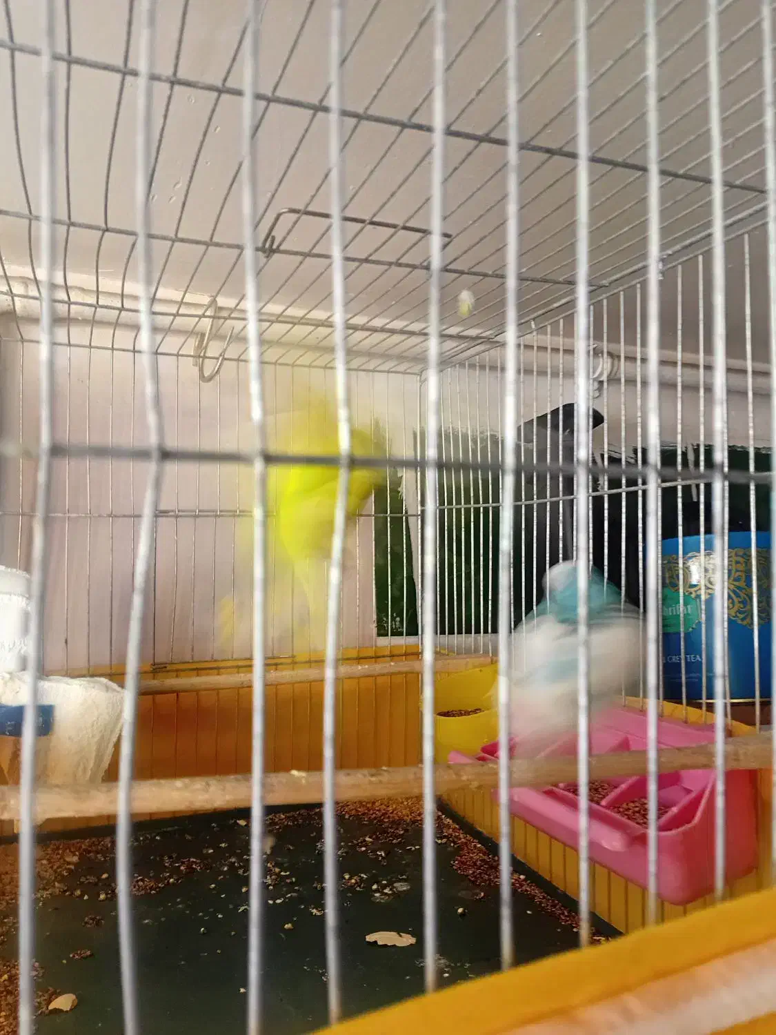 مرغ عشق|پرنده|فردیس, قریشی|دیوار