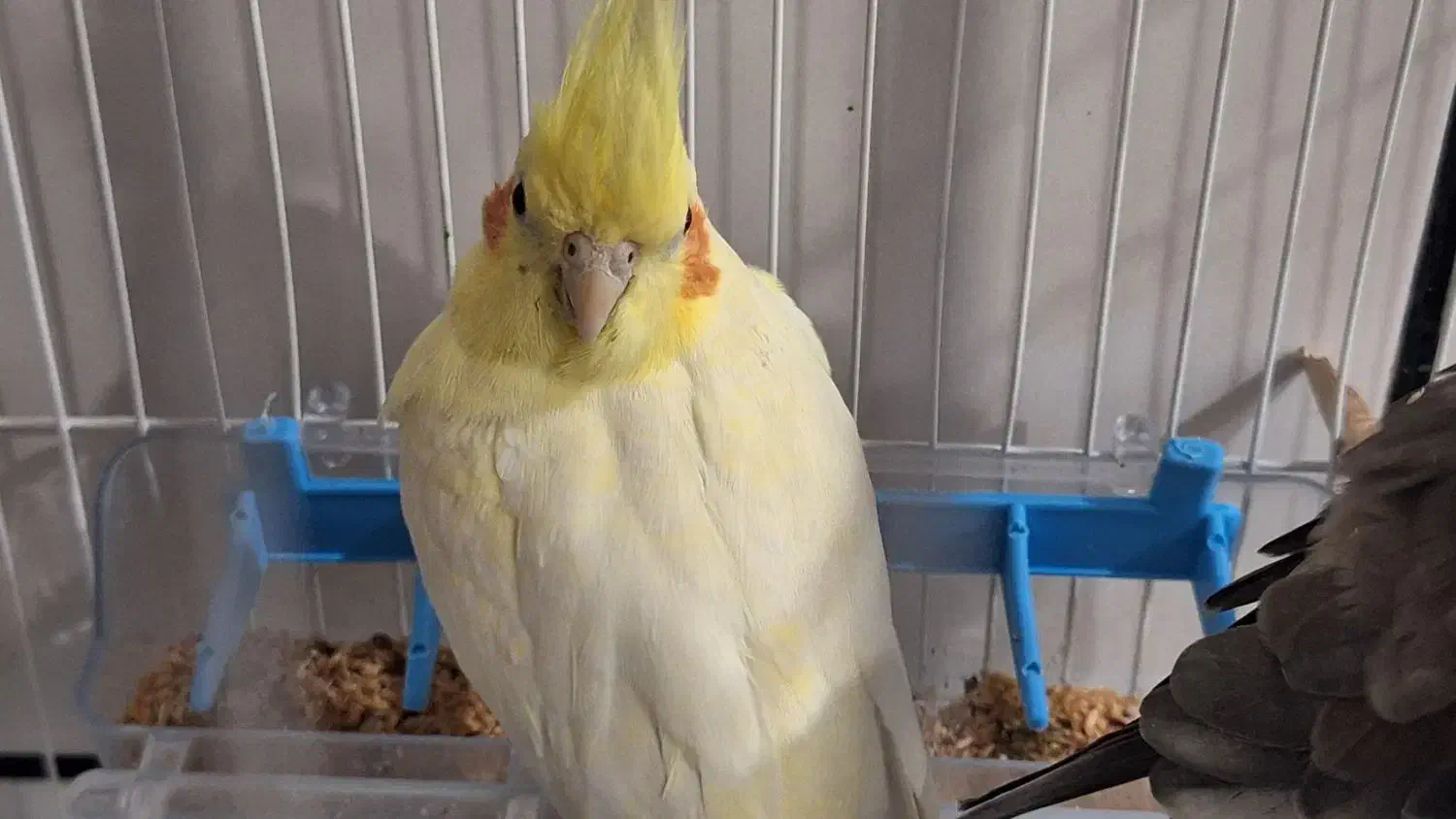 یک جفت عروس هلندی نرو ماده|پرنده|دزفول, |دیوار