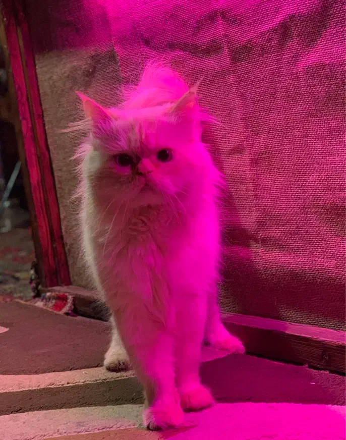 گربه پرشین اصیل نر|گربه|رشت, باهنر|دیوار