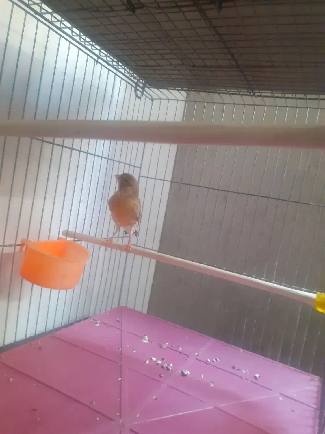 قناری ماده تقریبا اماده کشیده ودرشت کاملاسلامت|پرنده|تهران, توحید|دیوار