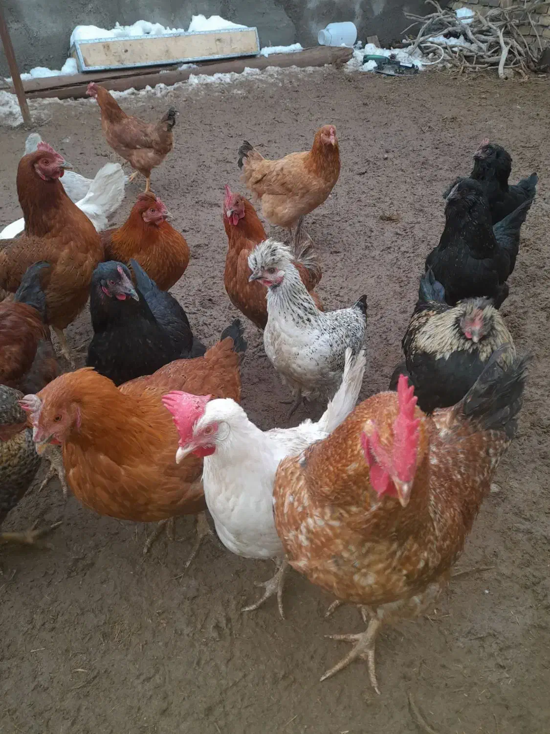 مرغ و خروس محلی|حیوانات مزرعه|سبزوار, قصبه شرقی|دیوار