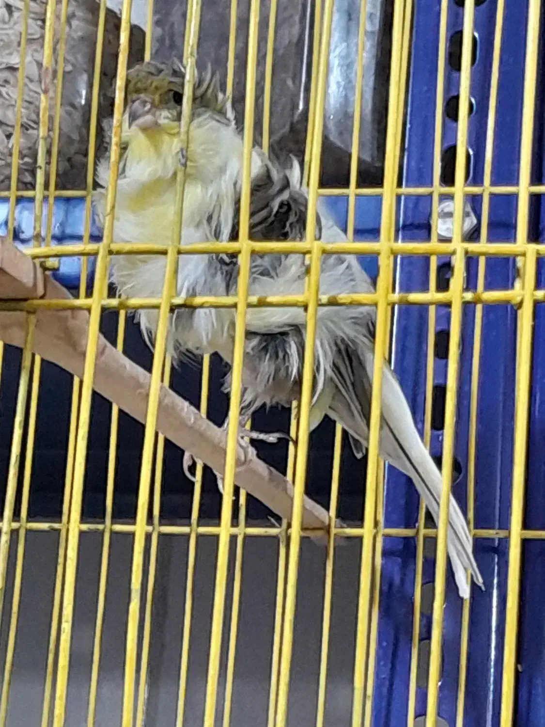 سهره قناری وقناری|پرنده|فولادشهر, B5|دیوار