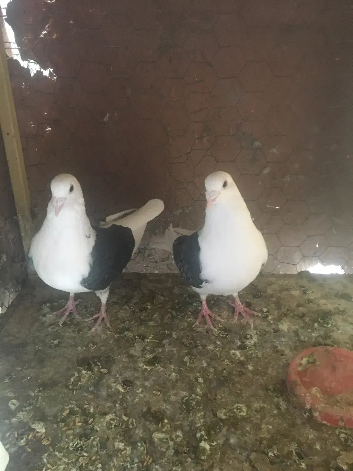 کفتر|پرنده|یزد, |دیوار