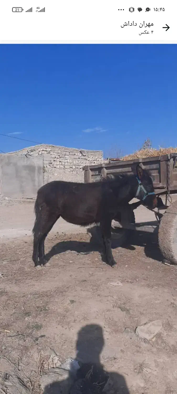 قاطر فروشی|حیوانات مزرعه|اردبیل, |دیوار